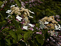 Hydrangea paniculata Grandiflora IMG_4645 Hortensja bukietowa